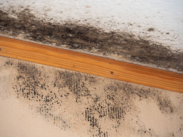 Best Post-Construction Mold Inspection  in Val Verde Park, TX
